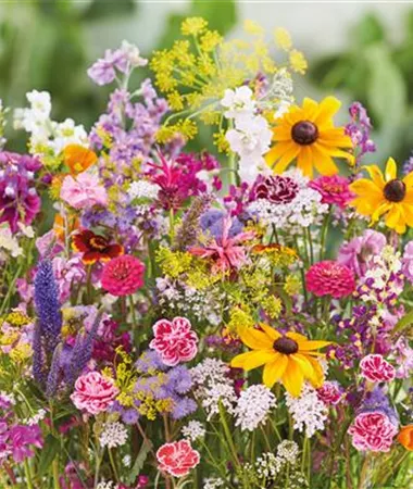 Blumenmischungen / Flower Mix
