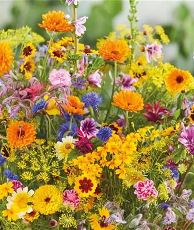 Blumenmischungen / Flower Mix