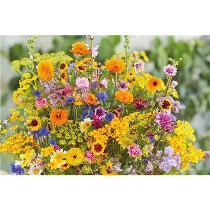 FLO_MIX_Naturbiente_EssbareBlueten_494475_045_Volmary_Essbareblueten_KATALOG.jpg