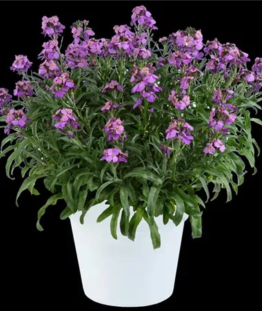Erysimum x hybridum