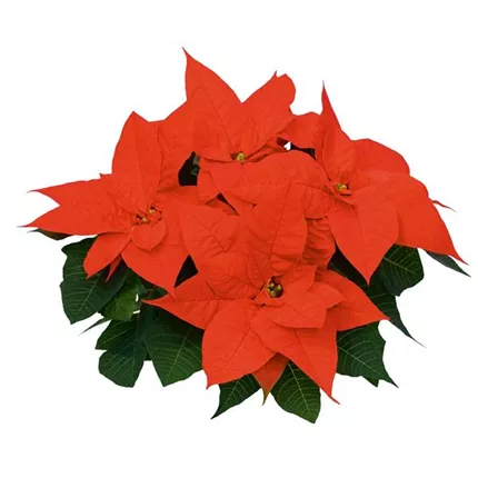 Euphorbia pulcherrima Chritmas Surprise 442538_KATALOG.jpg
