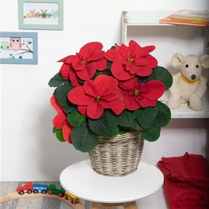 Euphorbia pulcherrima Chrismas Mouse 442722_Ambiente3__KATALOG.jpg