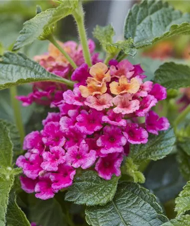 Lantana x hybrida