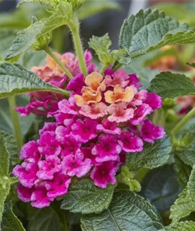 Lantana x hybrida