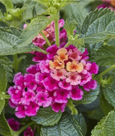 Lantana x hybrida