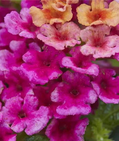 Lantana x hybrida