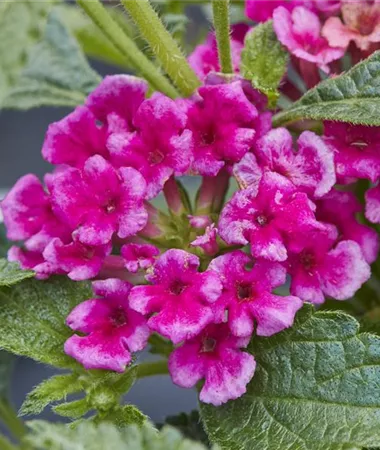 Lantana x hybrida