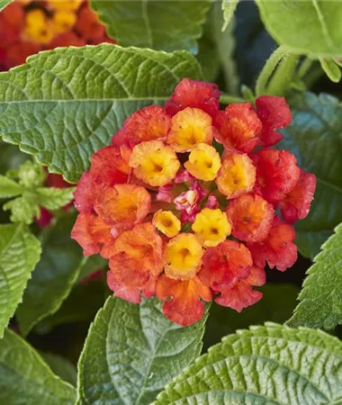 Lantana x hybrida
