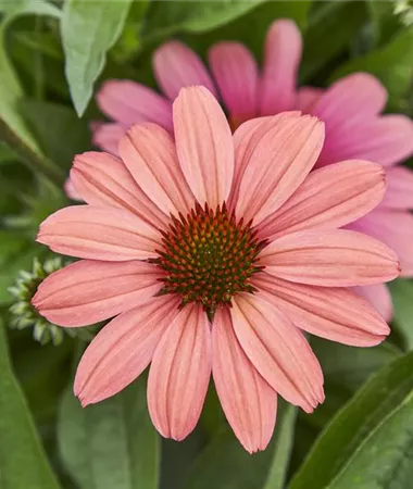 Echinacea purpurea