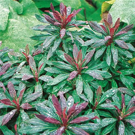 EUP_Purpurea_442050.jpg