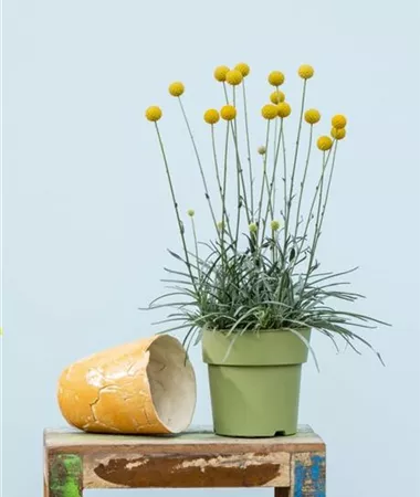 Craspedia globosa