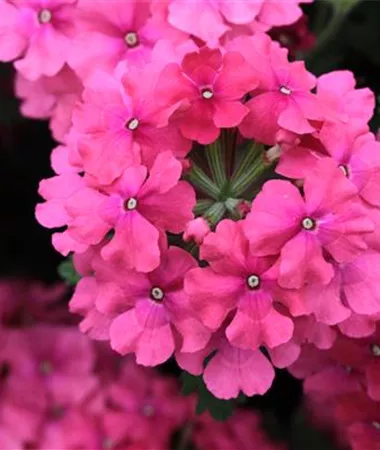 Verbena x peruviana