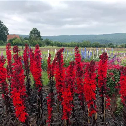 LOB_Queen Victoria_455425_R3240191.jpg