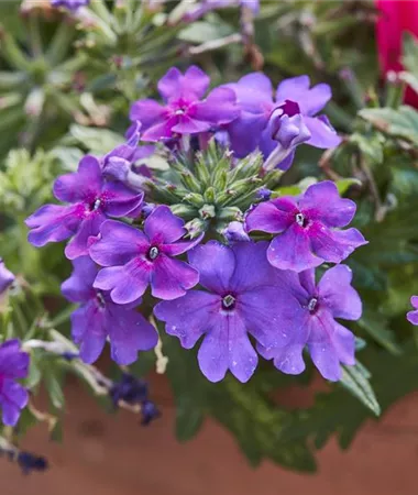 Verbena x peruviana