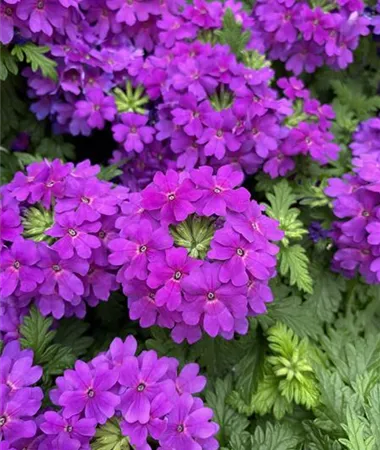 Verbena x peruviana