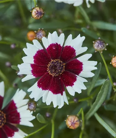 Coreopsis verticillata