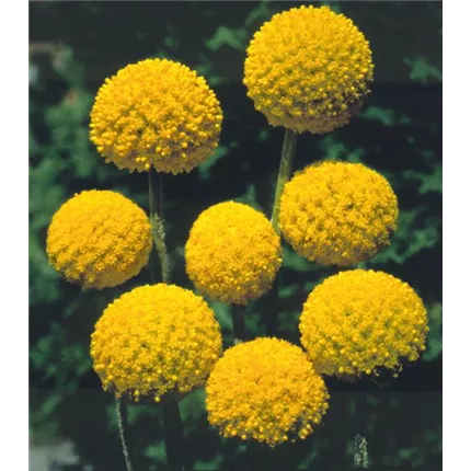 CRA Goldstick 419250_KATALOG.jpg