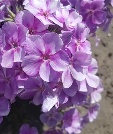 Phlox x paniculata