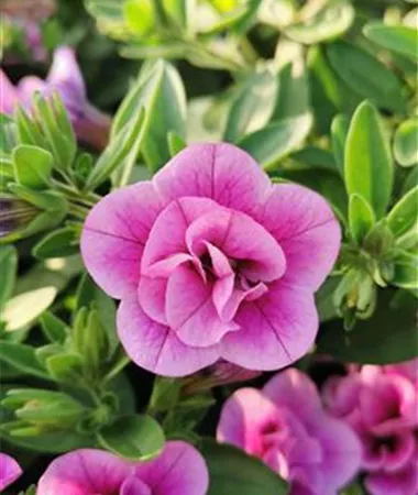 Calibrachoa cultivars