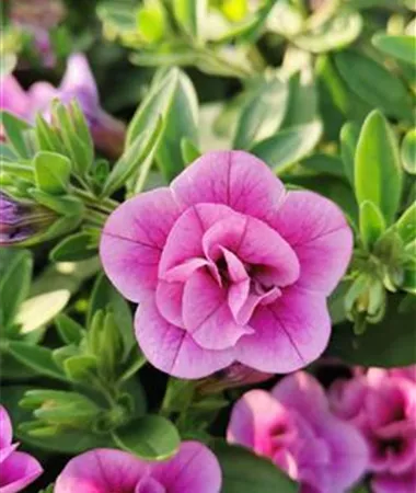 Calibrachoa cultivars