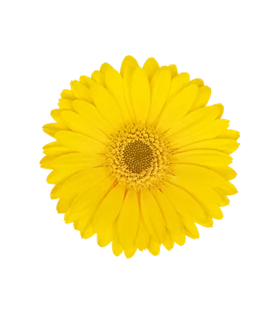 Gerbera x jamesonii