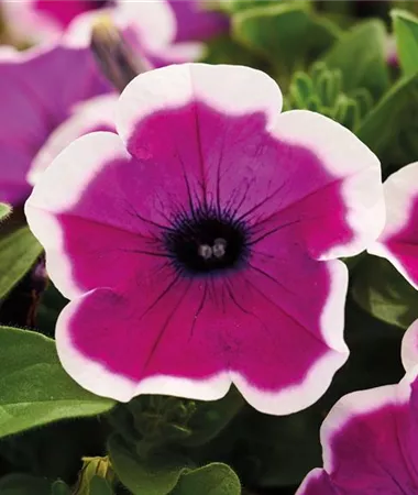 Petunia x atkinsiana
