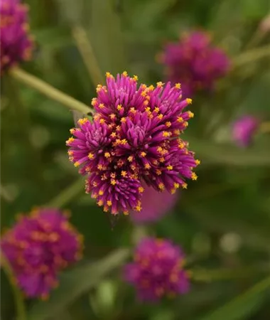 Gomphrena pulchella