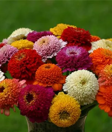Zinnia elegans