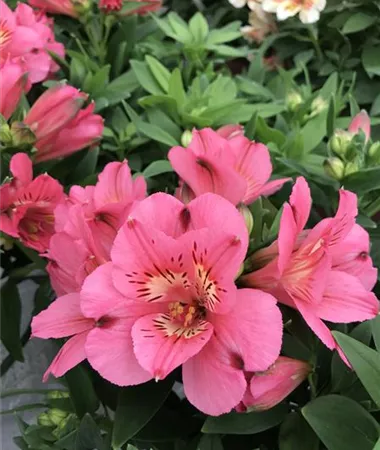 Alstroemeria x hybrida