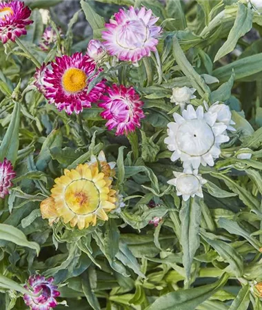 Helichrysum bracteatum