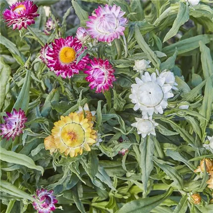 HEL_Monstrosum_Formula Mix_447580_128_Monstrosum_Formula_Mix_3150_1063 (3).jpg