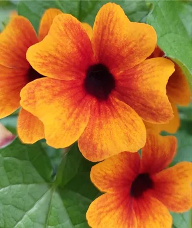Thunbergia alata