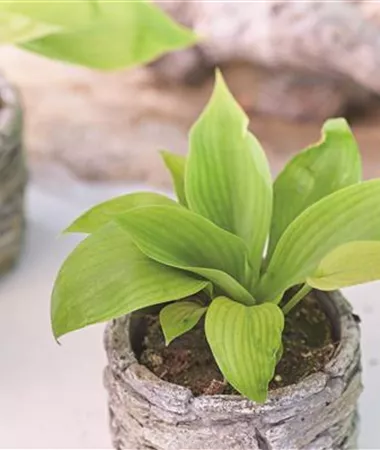 Hosta x hybrida