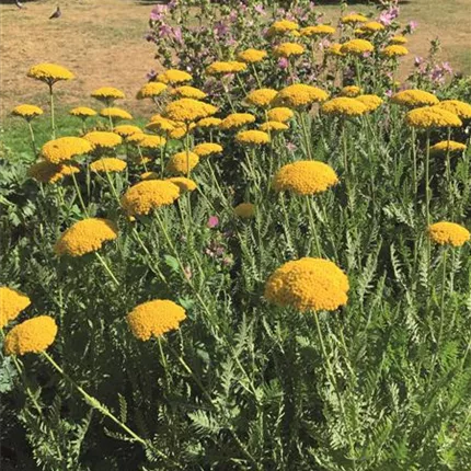 ACH Summer Gold IMG_4414 401000.jpg