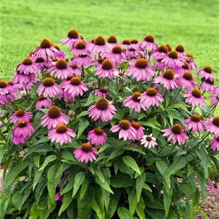 ECH_Primadonna®_Deep Rose_441510_L7431151_KATALOG.jpg