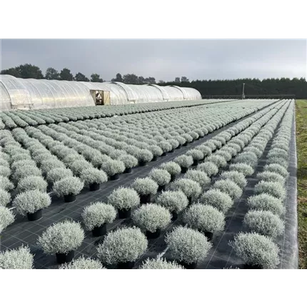 CAL_Silvercalos® __128_413500_IMG_3311 (3).JPG