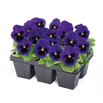 VIO_Carneval® F1_Blue with Blotch_485505_X0155151.jpg