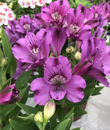 Alstroemeria x hybrida