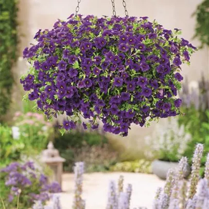 411205 Calita® Dark Blue.tif