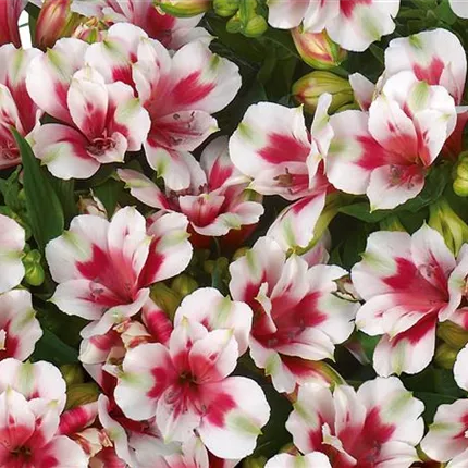 ALS_Inticancha_Maya_402025_a.jpg ALS_Inticancha_Maya_402025_a.jpg