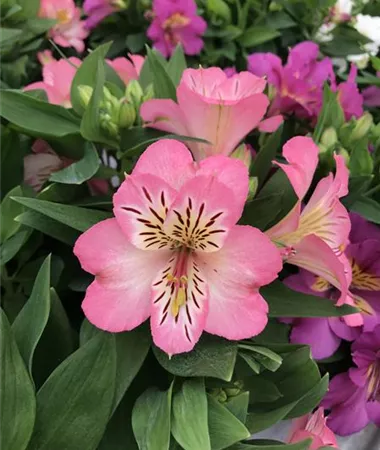 Alstroemeria x hybrida