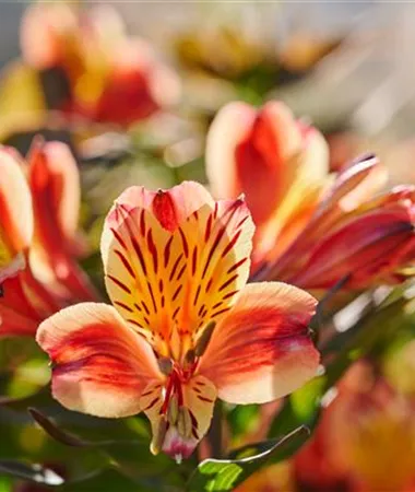 Alstroemeria x hybrida