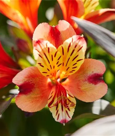 Alstroemeria x hybrida