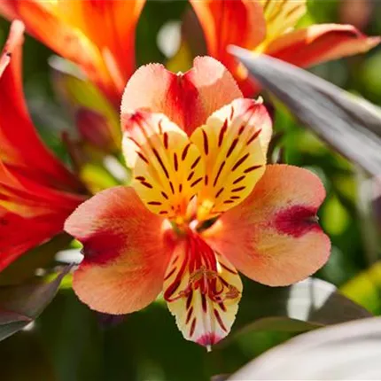 ALS_Summer Paradise®_Indian Summer_40_402075_ (4)_KATALOGBILD.jpg