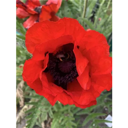 PAP Papaver orientale 459305 Beauty of Livermere IMG_2542.JPG