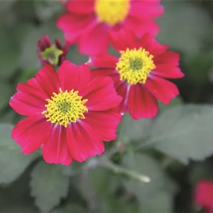 BID Crimson Corsar 409692 IMG_3317.jpg