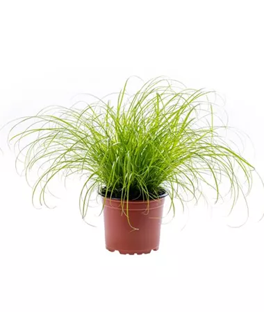 Cyperus alternifolius