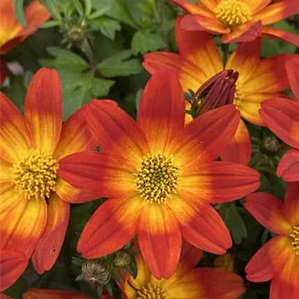 BID_Taka Tuka® M Red Yellow Center 409786_IMG_5185_KATALOGBILD.JPG