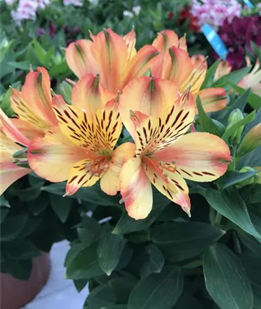 Alstroemeria x hybrida