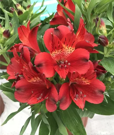 Alstroemeria x hybrida